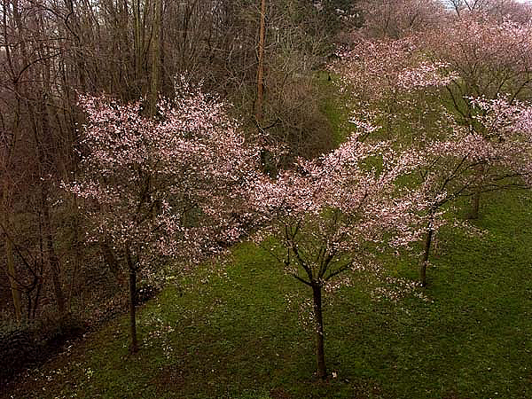 Arbres en fleurs, vus du BIT, mars 2005